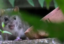 Pest Control Brentwood: Protect Your Home from Unwanted Intruders