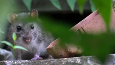 Pest Control Brentwood: Protect Your Home from Unwanted Intruders