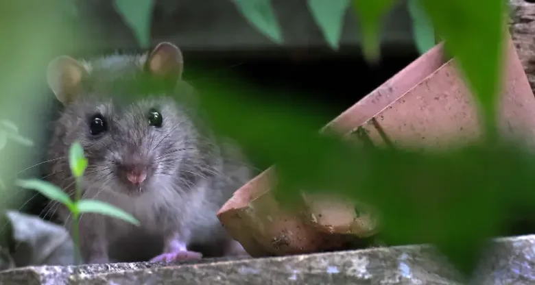 Pest Control Brentwood: Protect Your Home from Unwanted Intruders